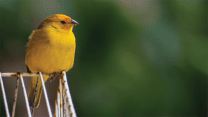 Ransomware Canaries Are Valuable for IT Security