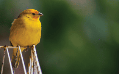 Ransomware Canaries Are Valuable for IT Security